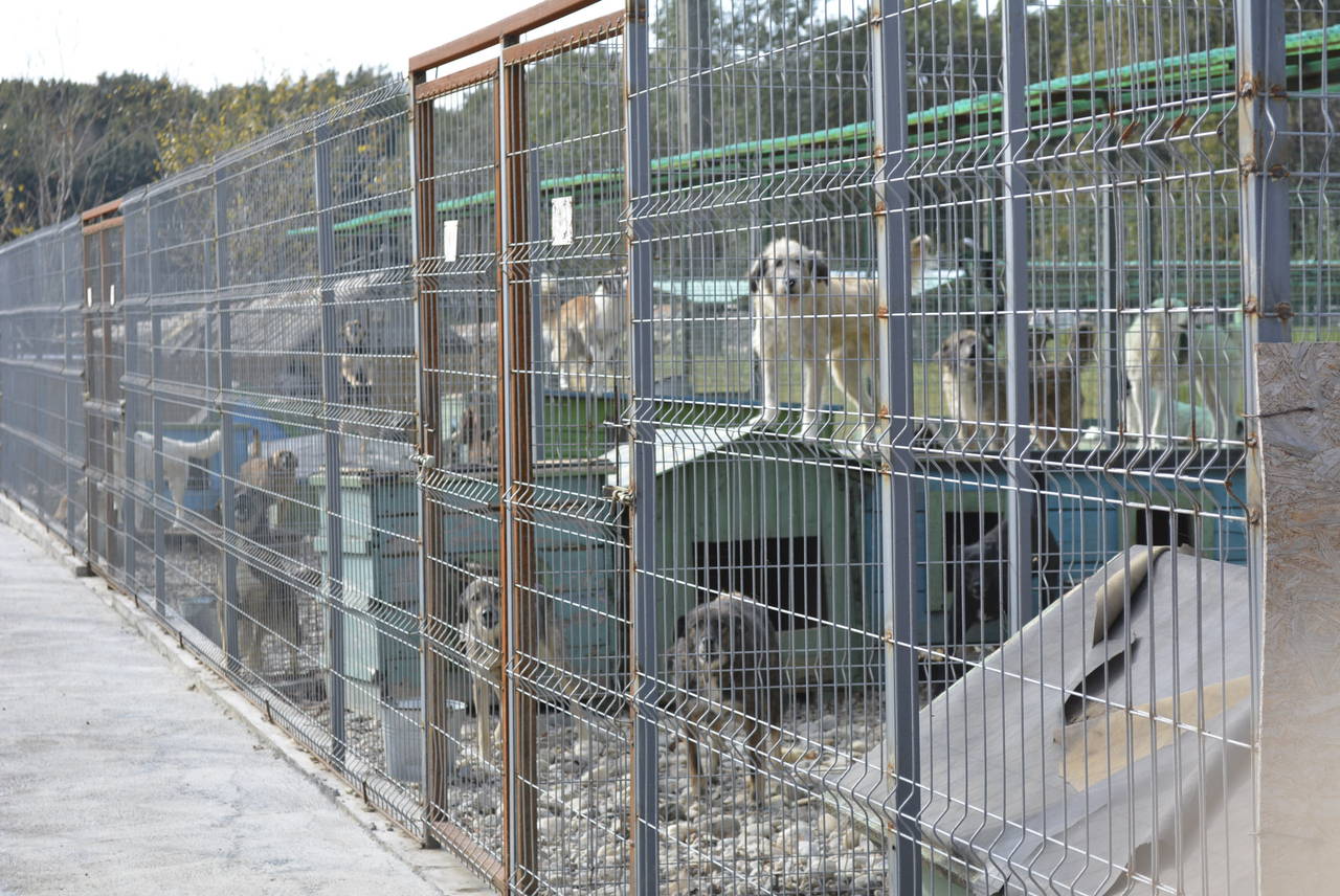TierhilfeHundeFreiheit
