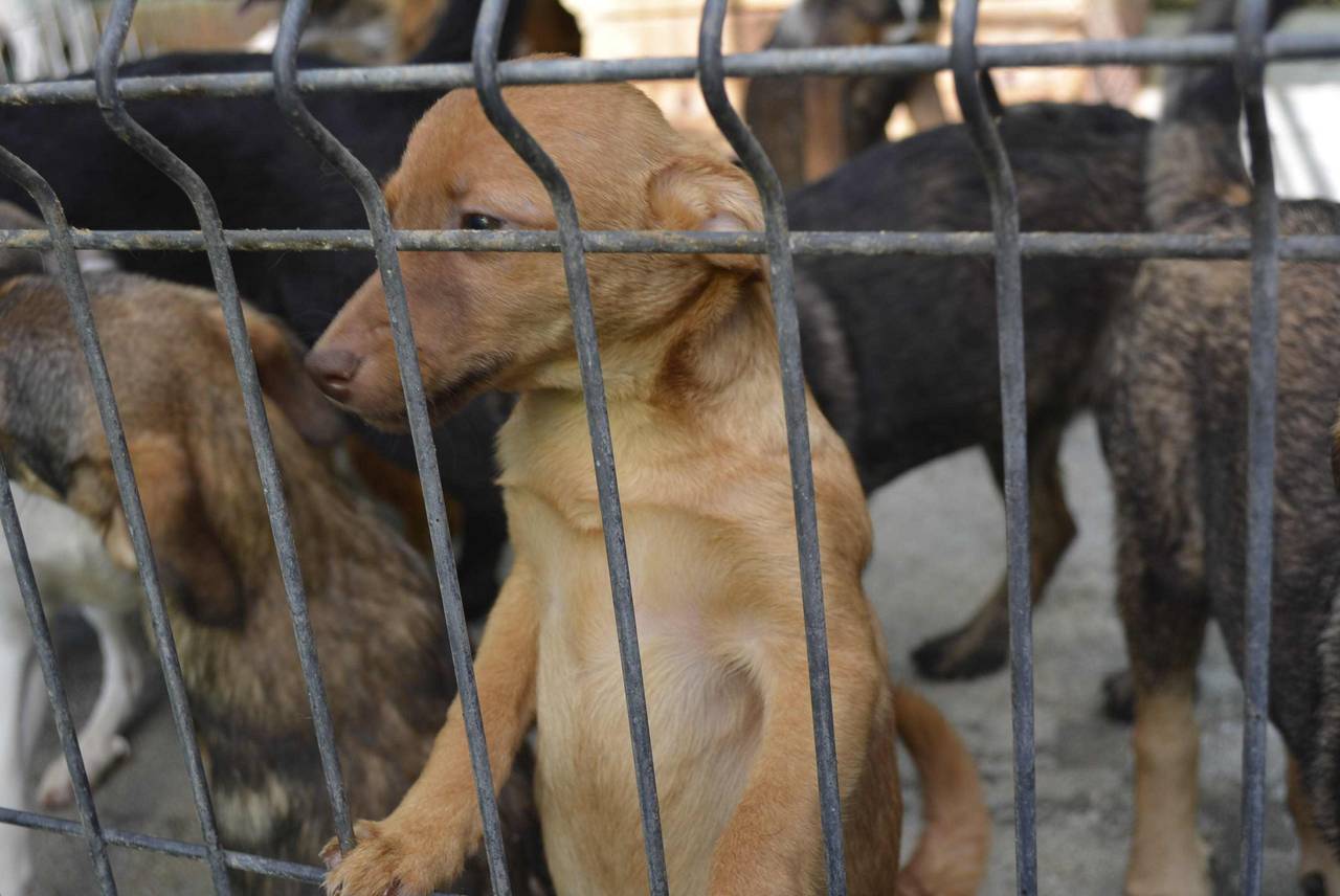 TierhilfeHundeFreiheit