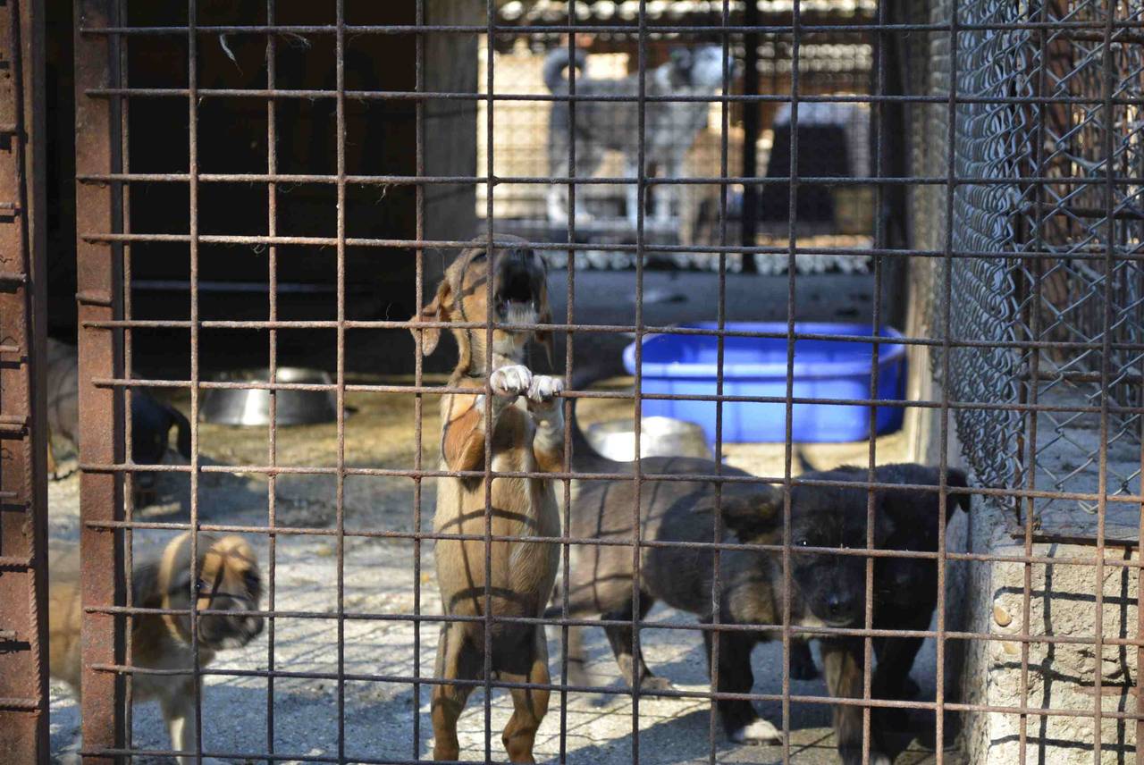 TierhilfeHundeFreiheit